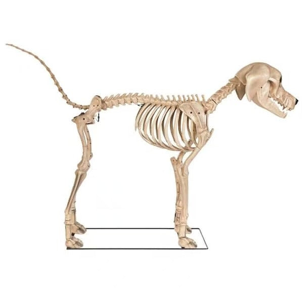XXL ( 7ft ) Skelett Hund 213 cm mit LCD Augen Home Depot