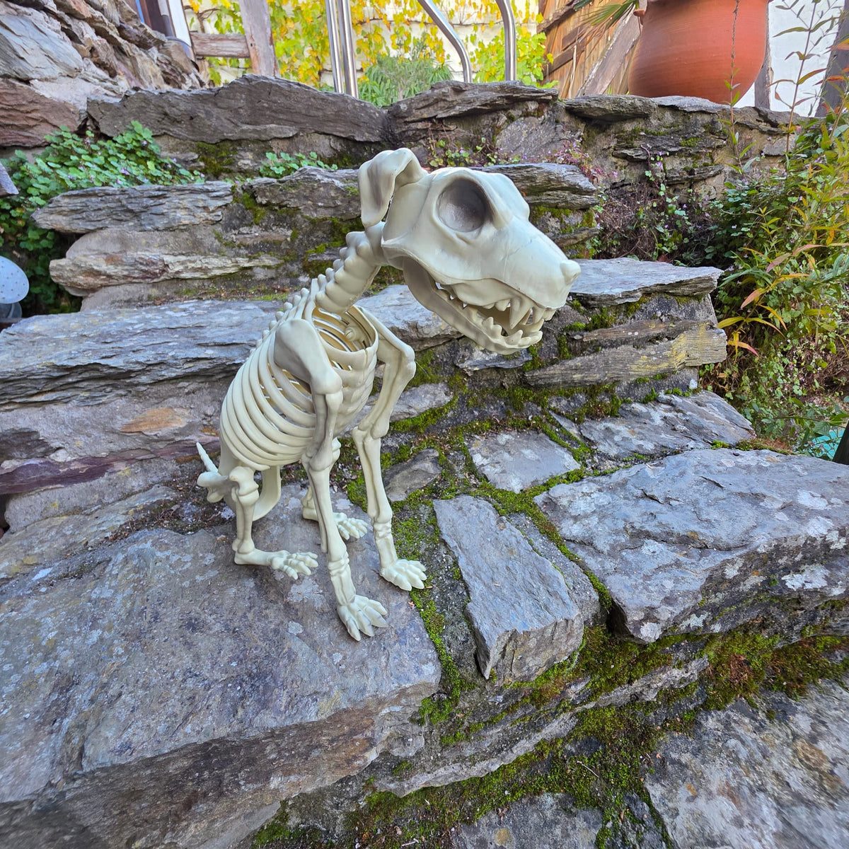 Skelett-Hund 43 cm – Gruselige Halloween-Deko