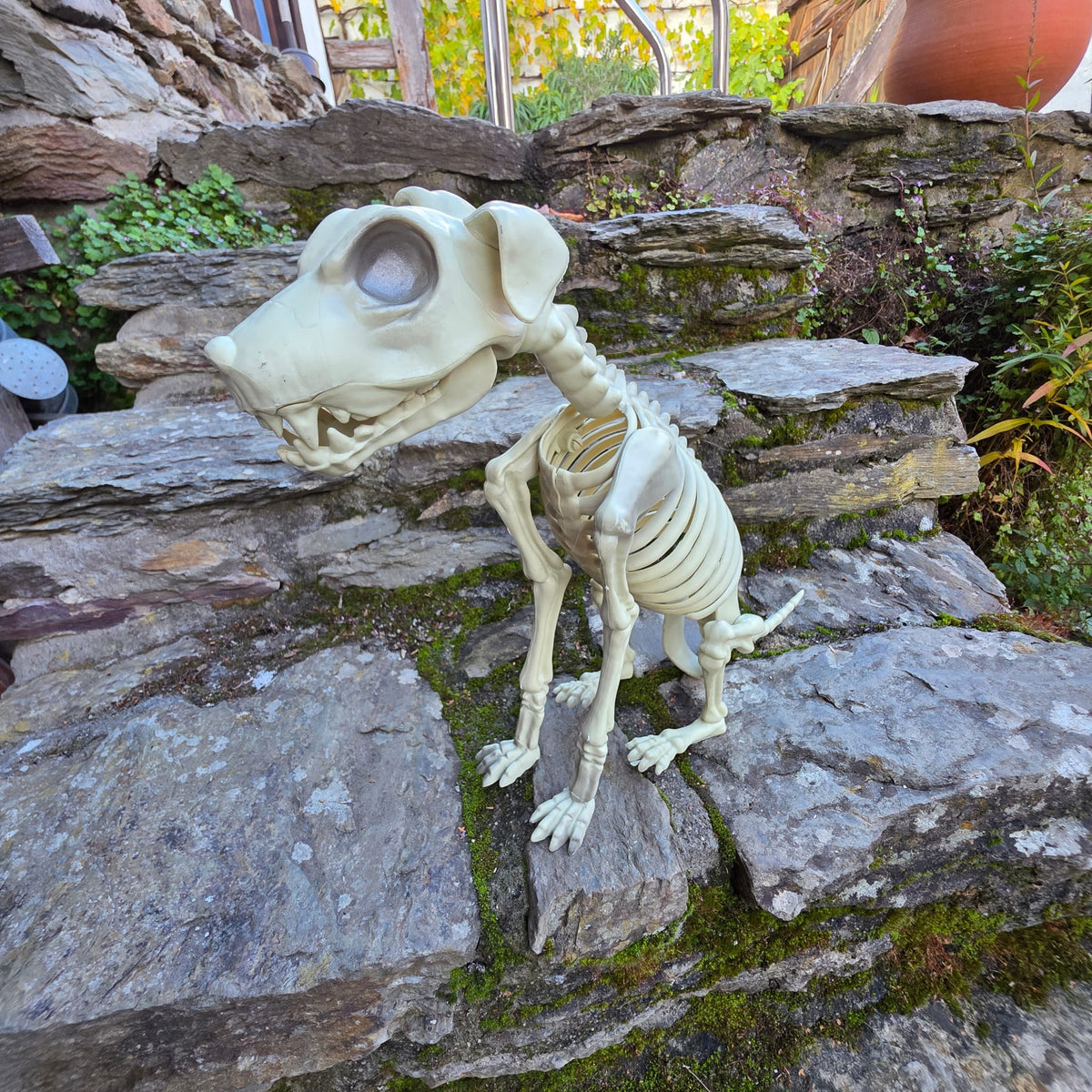 Skelett-Hund 43 cm – Gruselige Halloween-Deko