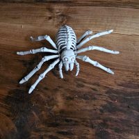 Halloween Skelett Spinne